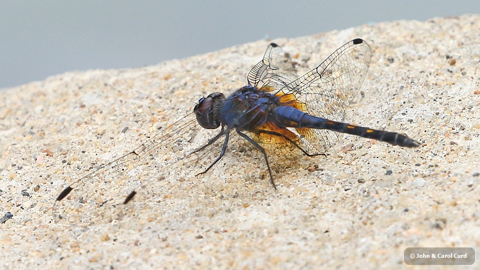 J17_2922 Trithemis festiva male.JPG